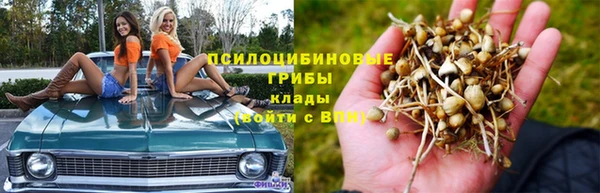 прущие грибы Абинск